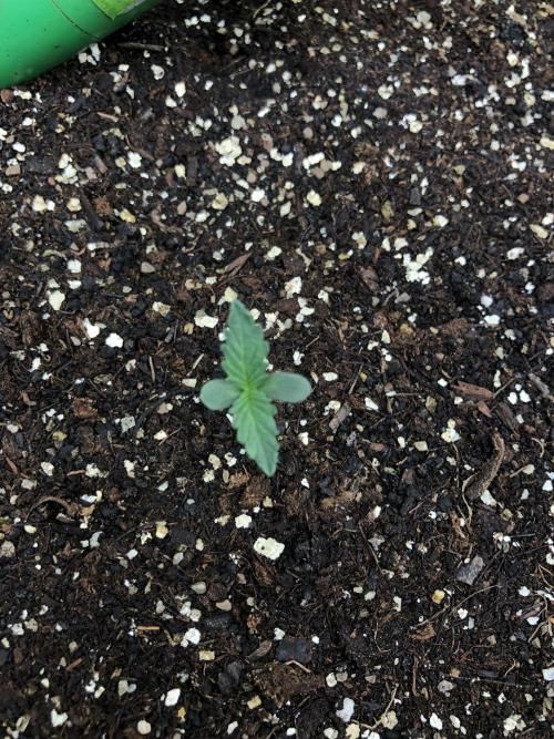 Purple Mimosa XL Auto Indoor Spring 26. Week 0