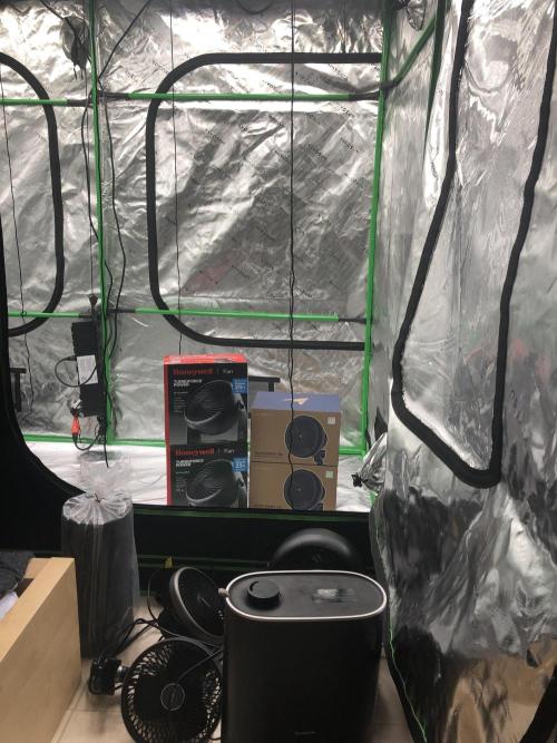 Purple Mimosa XL Auto Indoor Spring 26. Week 0