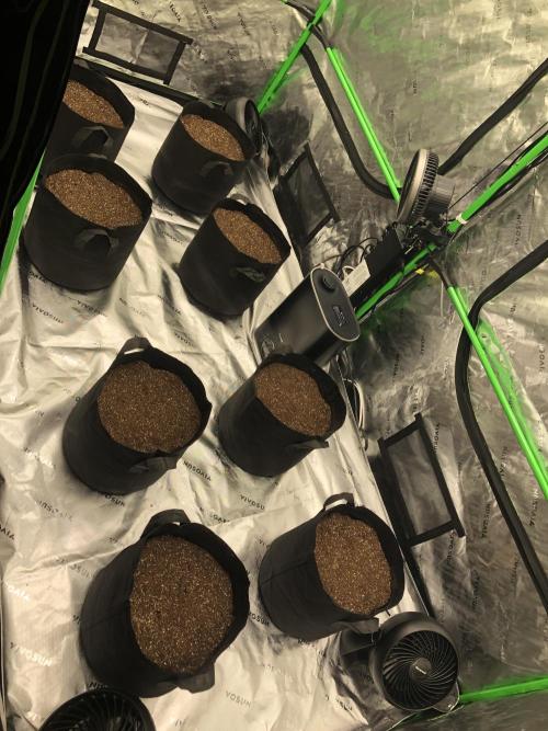 Purple Mimosa XL Auto Indoor Spring 26. Week 0