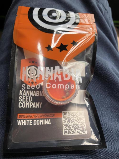 White Domina Kannabia Indoor Spring 26. Week 0