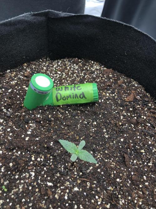 White Domina Kannabia Indoor Spring 26. Week 0