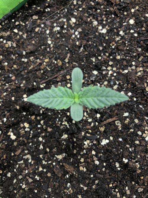 White Domina Kannabia Indoor Spring 26. Week 0