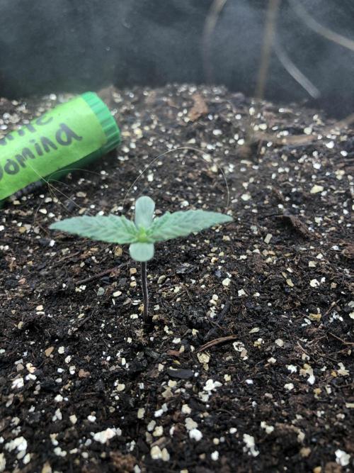White Domina Kannabia Indoor Spring 26. Week 0