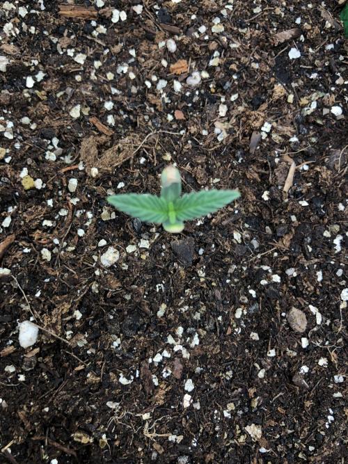 Colombian Jack Kannabia Indoor Spring 26. Week 0