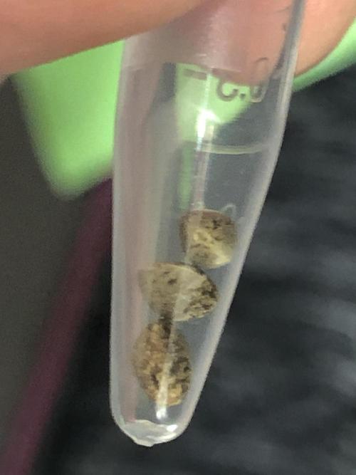 Critical Purple Kush Seedsman Indoor. Week 0