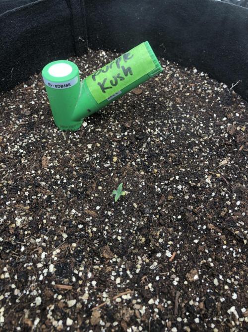 Critical Purple Kush Seedsman Indoor. Week 0