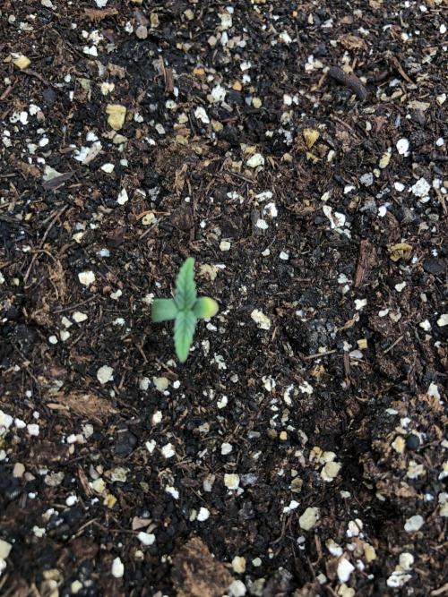 Critical Purple Kush Seedsman Indoor. Week 0