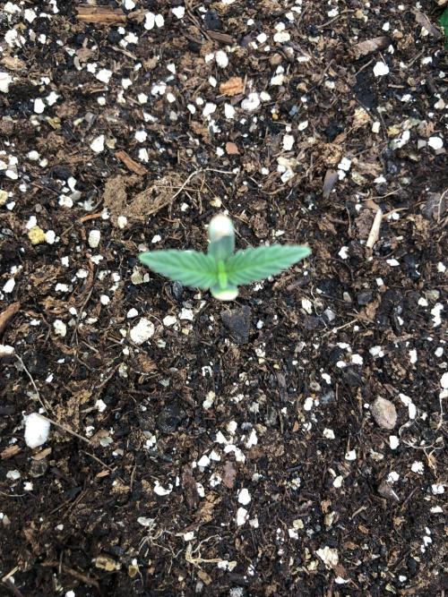 Critical Purple Kush Seedsman Indoor. Week 0