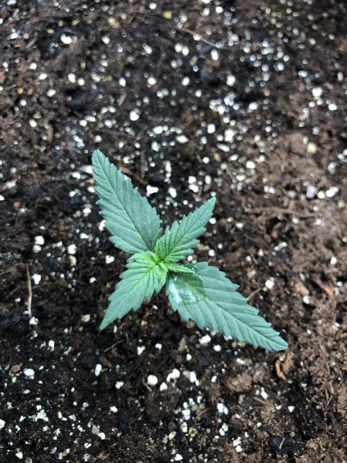 LSD-25 Auto Fast Buds Indoor Spring 26. Week 1