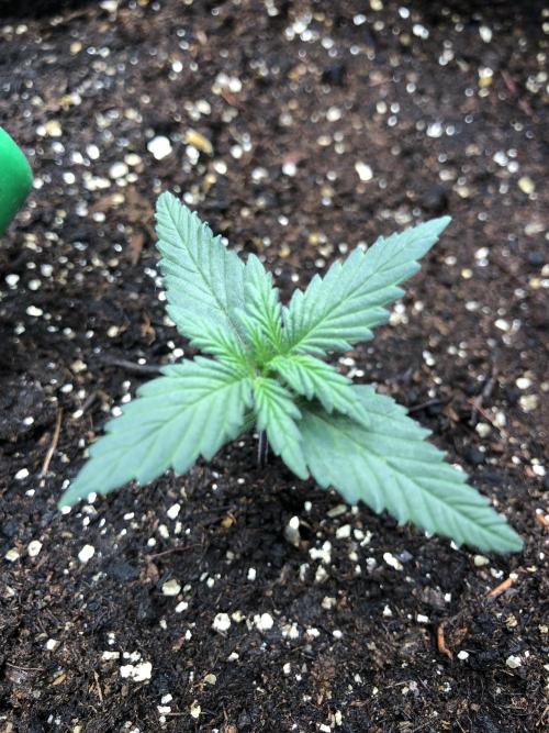 LSD-25 Auto Fast Buds Indoor Spring 26. Week 1