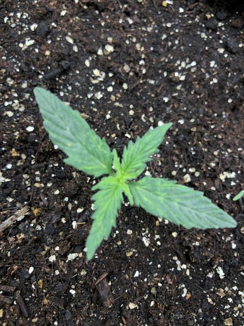 Gorilla Auto Fast Buds Indoor Spring 26. Week 1
