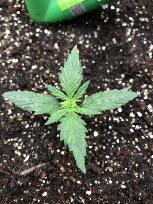 Gorilla Auto Fast Buds Indoor Spring 26. Week 1