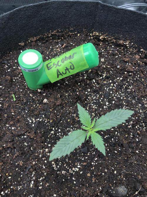 Auto Pablo Escobar Indoor Spring 26. Week 1