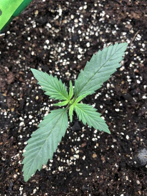Auto Pablo Escobar Indoor Spring 26. Week 1