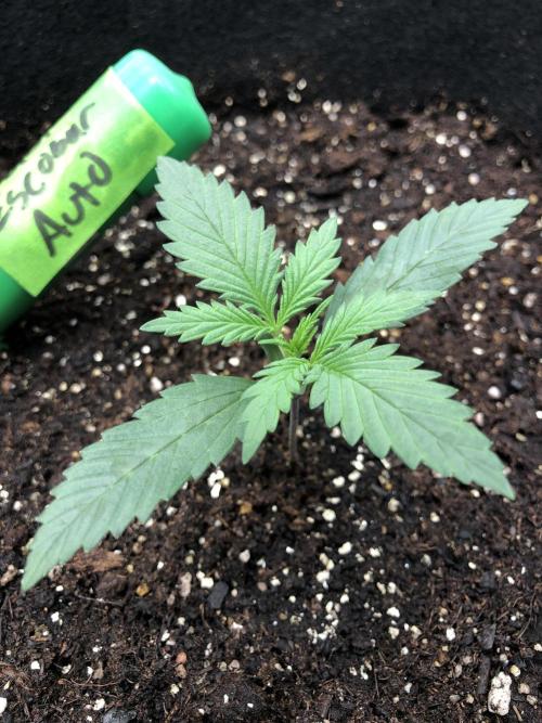 Auto Pablo Escobar Indoor Spring 26. Week 1