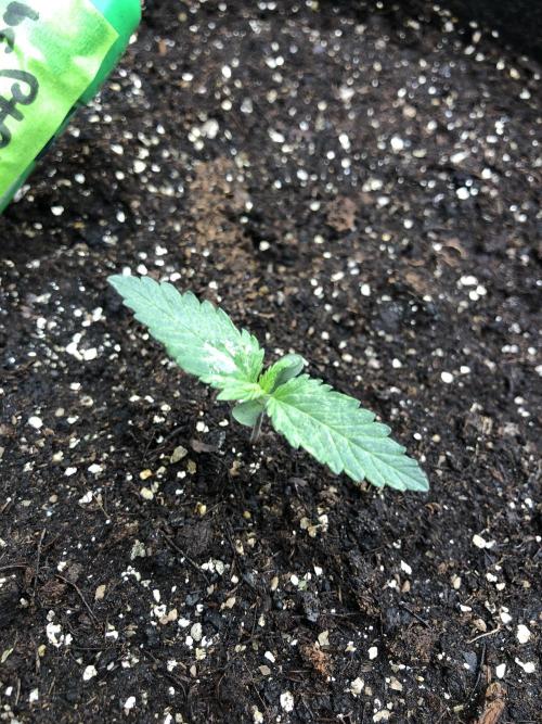Purple Mimosa XL Auto Indoor Spring 26. Week 1