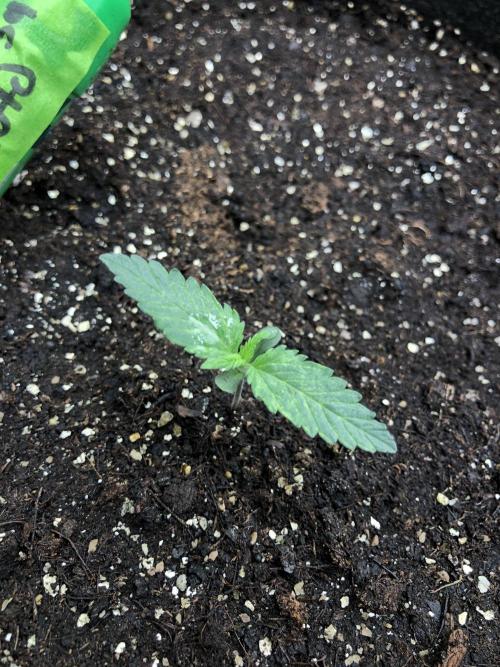 Purple Mimosa XL Auto Indoor Spring 26. Week 1