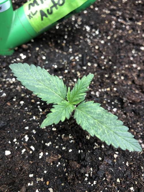 Purple Mimosa XL Auto Indoor Spring 26. Week 1