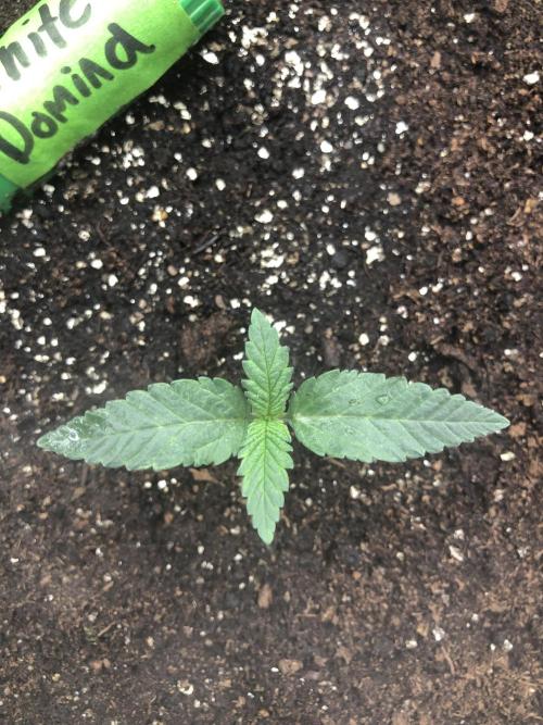 White Domina Kannabia Indoor Spring 26. Week 1