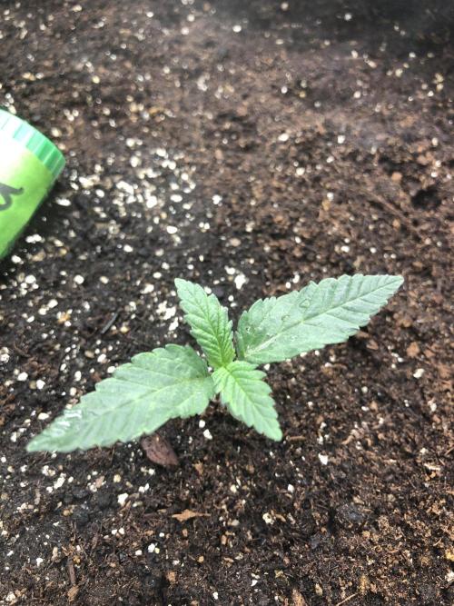White Domina Kannabia Indoor Spring 26. Week 1