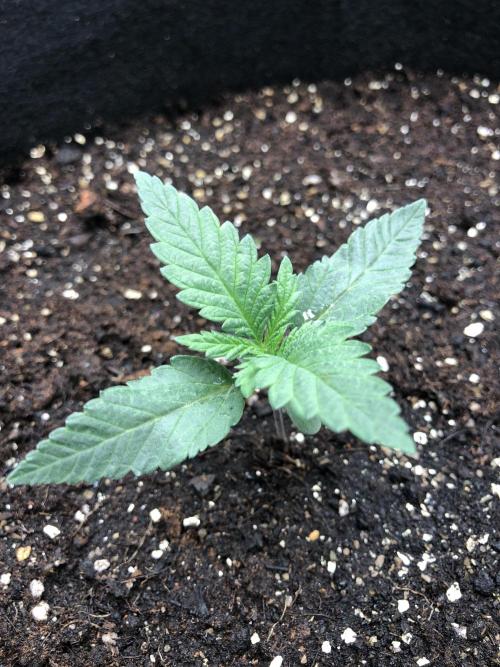 White Domina Kannabia Indoor Spring 26. Week 1