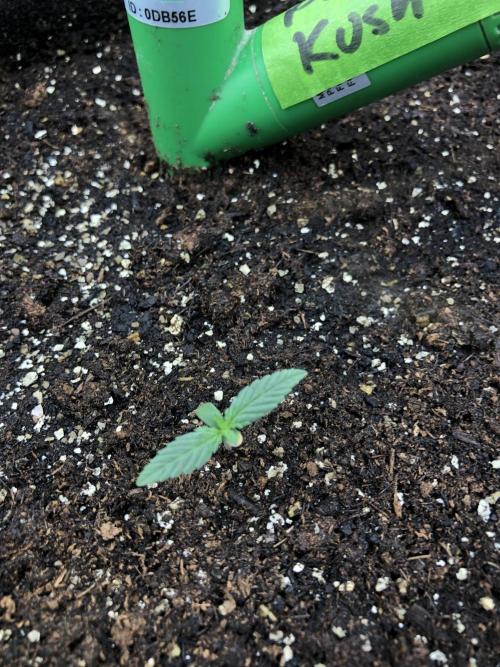 Critical Purple Kush Seedsman Indoor. Week 1