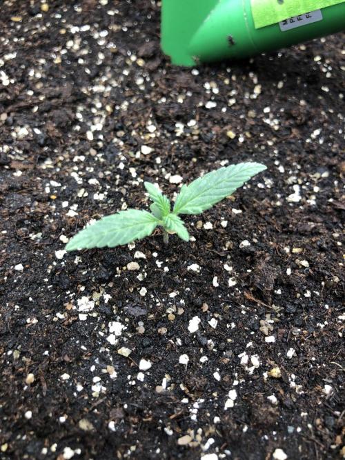 Critical Purple Kush Seedsman Indoor. Week 1