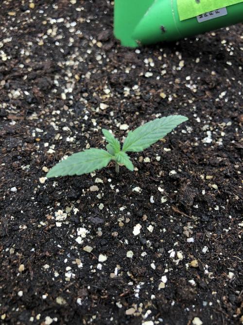 Critical Purple Kush Seedsman Indoor. Week 1
