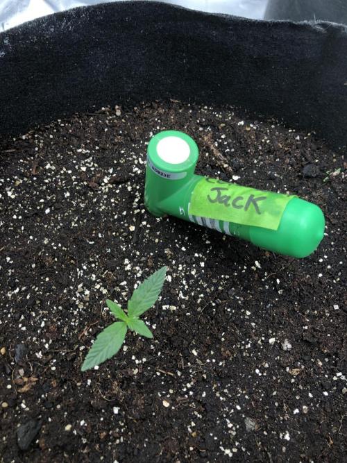 Colombian Jack Kannabia Indoor Spring 26. Week 1