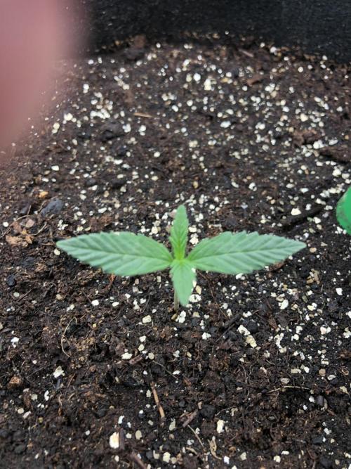 Colombian Jack Kannabia Indoor Spring 26. Week 1