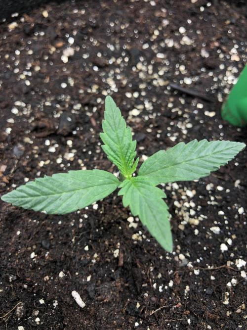 Colombian Jack Kannabia Indoor Spring 26. Week 1