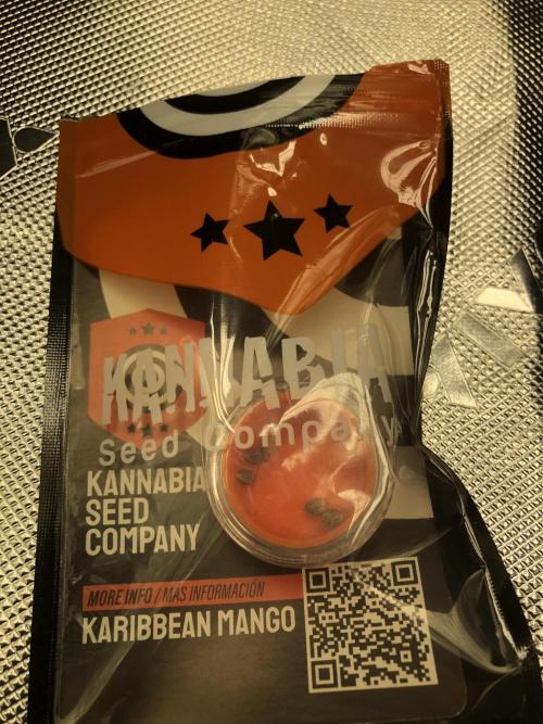 Karibbean Mango Indoor Spring 26. Week 0