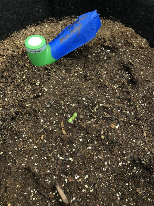 Karibbean Mango Indoor Spring 26. Week 0