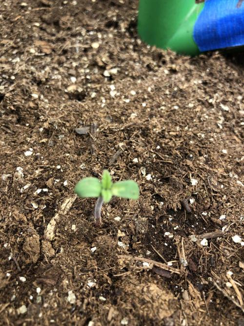 Karibbean Mango Indoor Spring 26. Week 0