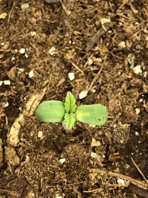 Karibbean Mango Indoor Spring 26. Week 0