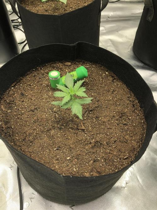 Gorilla Auto Fast Buds Indoor Spring 26. Week 2