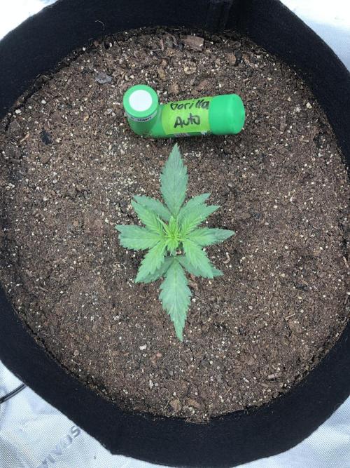 Gorilla Auto Fast Buds Indoor Spring 26. Week 2