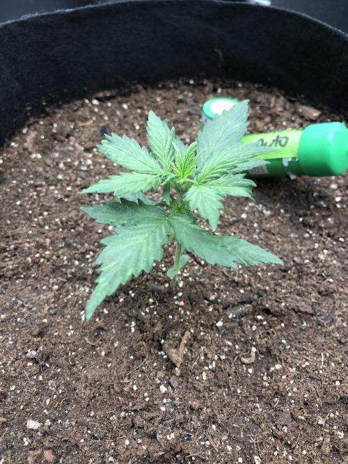 Gorilla Auto Fast Buds Indoor Spring 26. Week 2