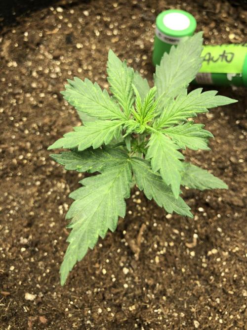 Gorilla Auto Fast Buds Indoor Spring 26. Week 2