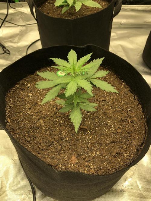 Gorilla Auto Fast Buds Indoor Spring 26. Week 2