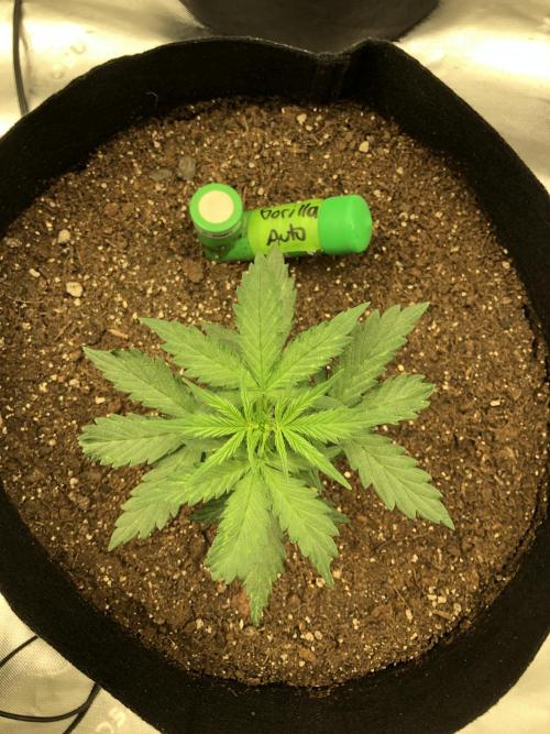 Gorilla Auto Fast Buds Indoor Spring 26. Week 2