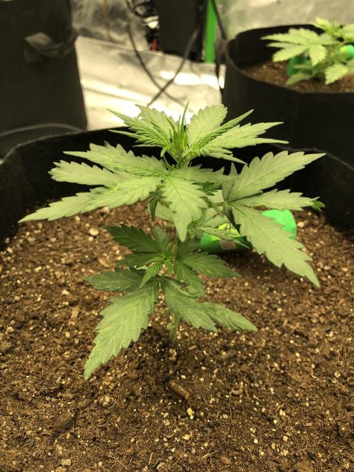 Gorilla Auto Fast Buds Indoor Spring 26. Week 2