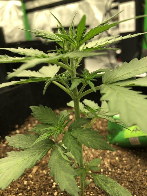 Gorilla Auto Fast Buds Indoor Spring 26. Week 2