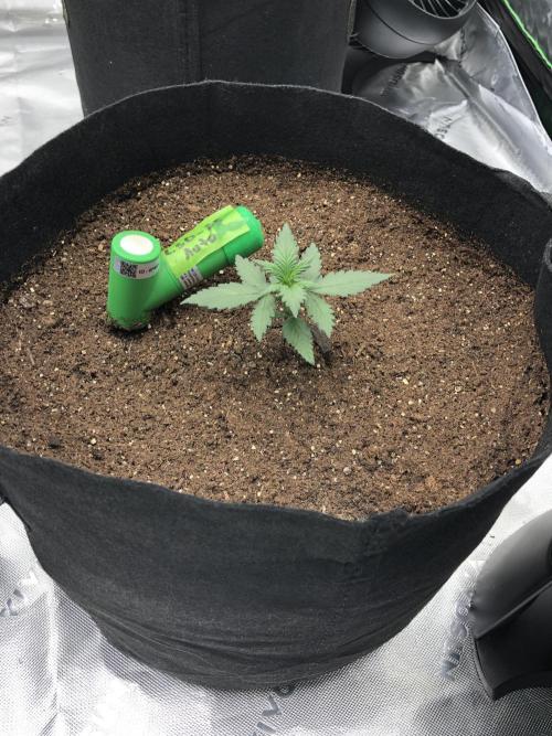 LSD-25 Auto Fast Buds Indoor Spring 26. Week 2