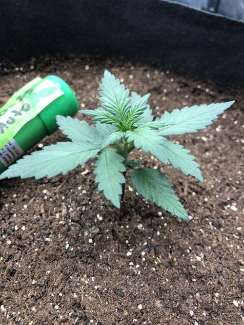LSD-25 Auto Fast Buds Indoor Spring 26. Week 2