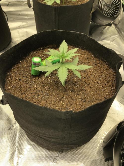 LSD-25 Auto Fast Buds Indoor Spring 26. Week 2