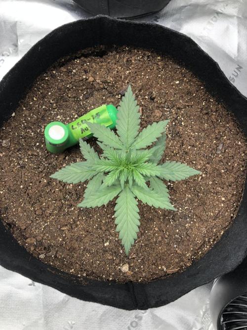 LSD-25 Auto Fast Buds Indoor Spring 26. Week 2