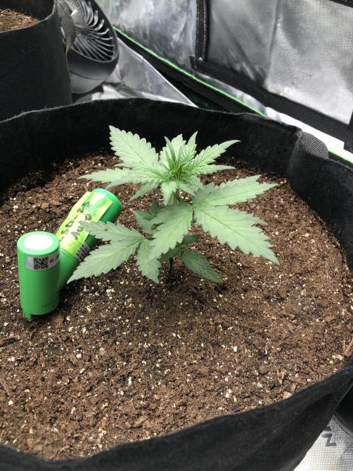 LSD-25 Auto Fast Buds Indoor Spring 26. Week 2