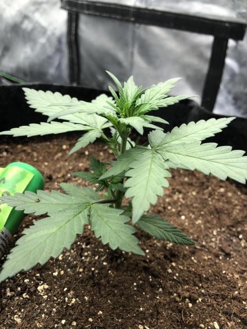 LSD-25 Auto Fast Buds Indoor Spring 26. Week 2