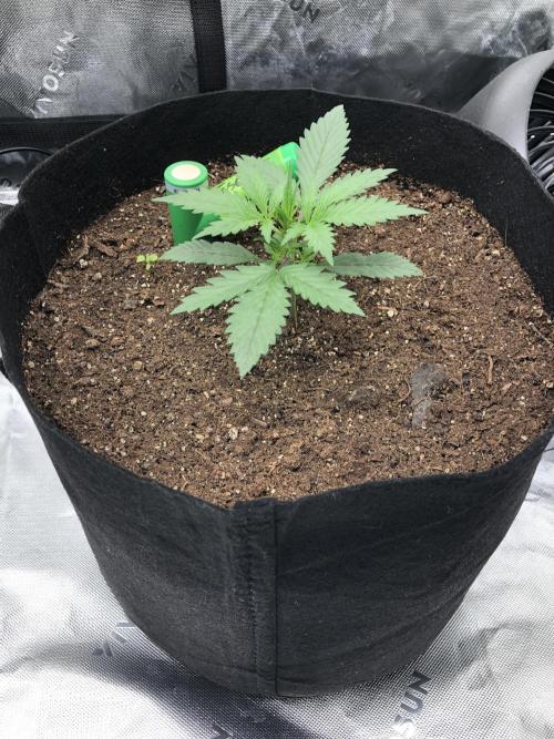 Auto Pablo Escobar Indoor Spring 26. Week 2